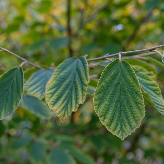 Hamamelis Organic (Witch Hazel)